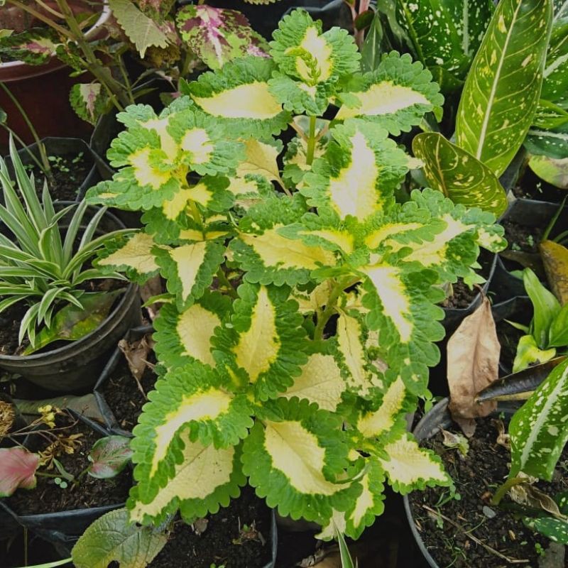 TANAMAN HIAS MIANA HIJAU KUNING