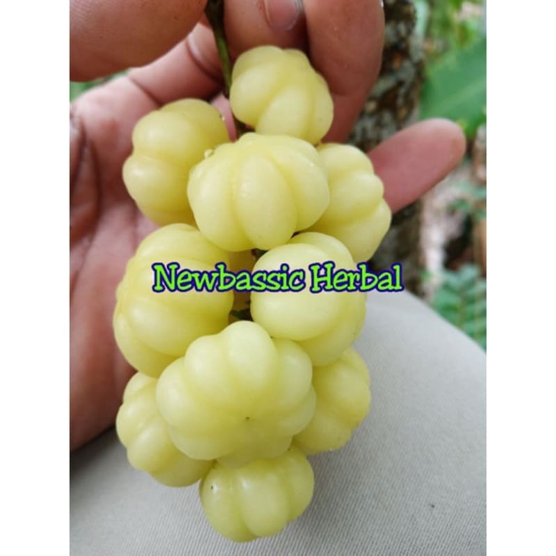 

paket 10kg buah cermai Hasil Kebun Sendiri