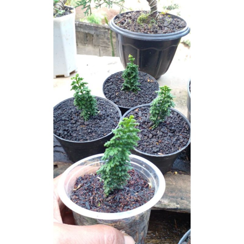 Cemara Sekka Hinoki/ Sekka Inoki