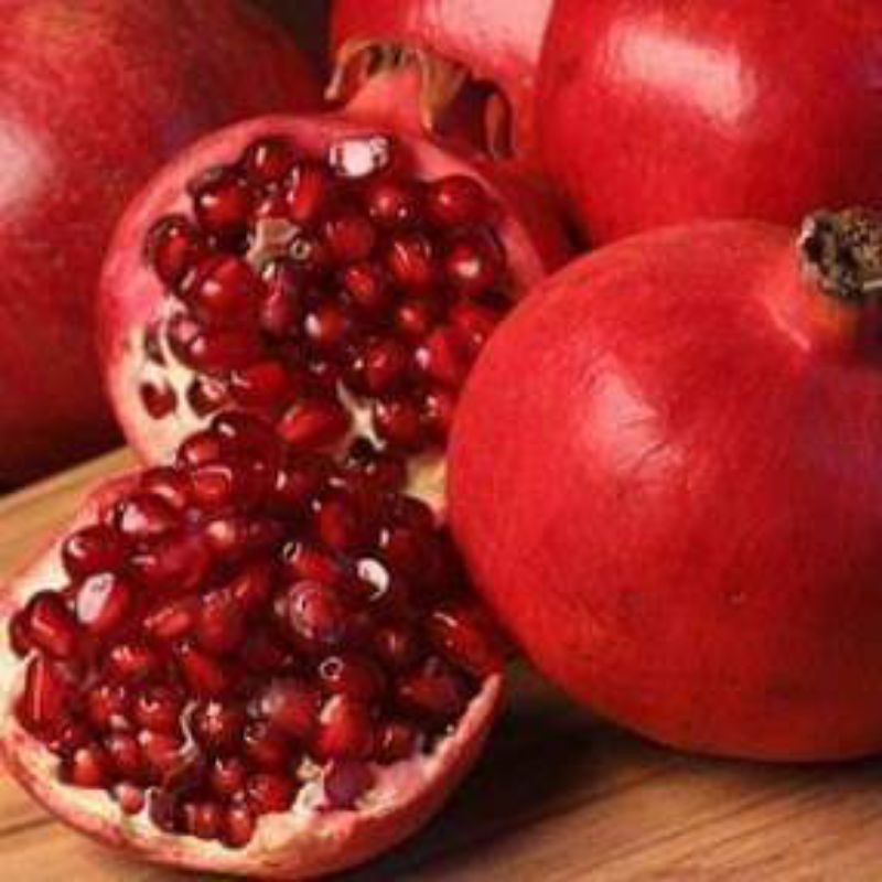 BIBIT DELIMA MERAH SUPER