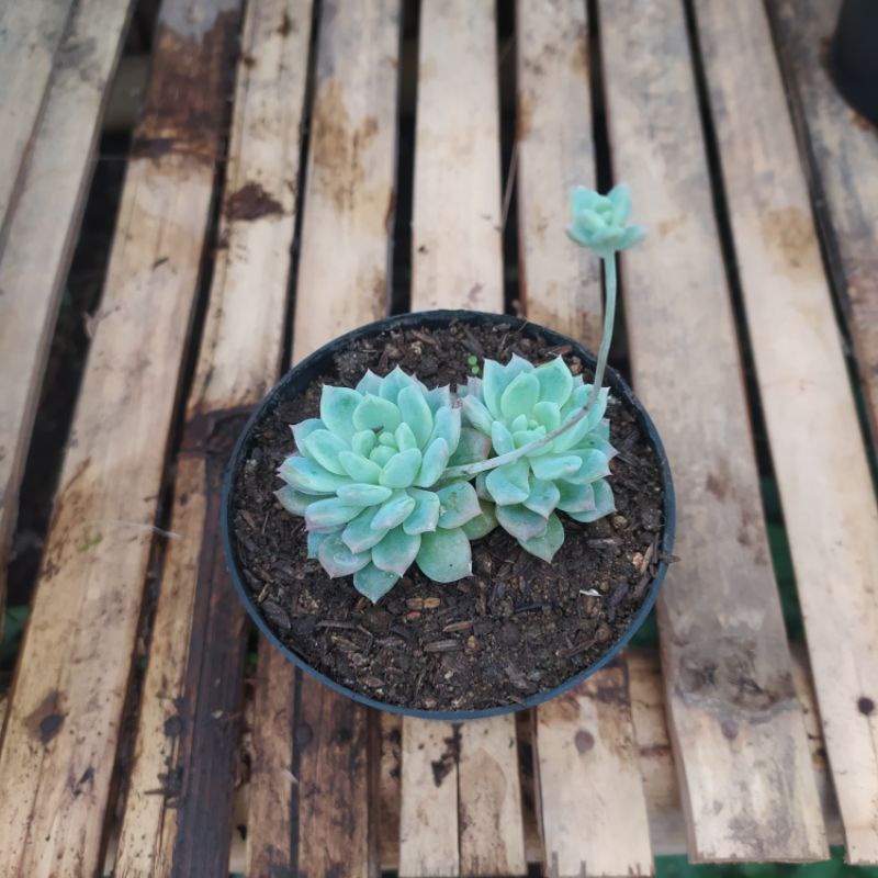 Echeveria Prolifica kecil Sukulen Succulent