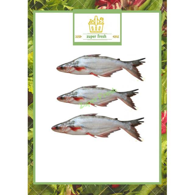 

IKAN PATIN UKURAN SEDANG BESAR