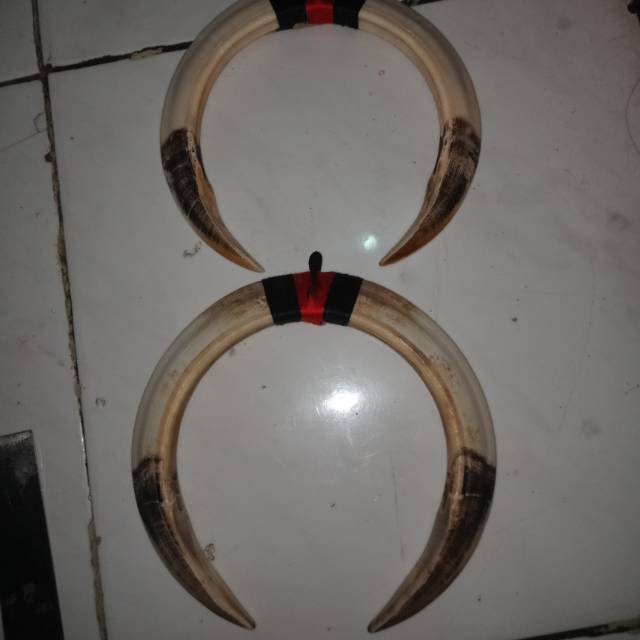 TARING BABI SEPASANG UK 15 CM ASLI STOCK TERBARU