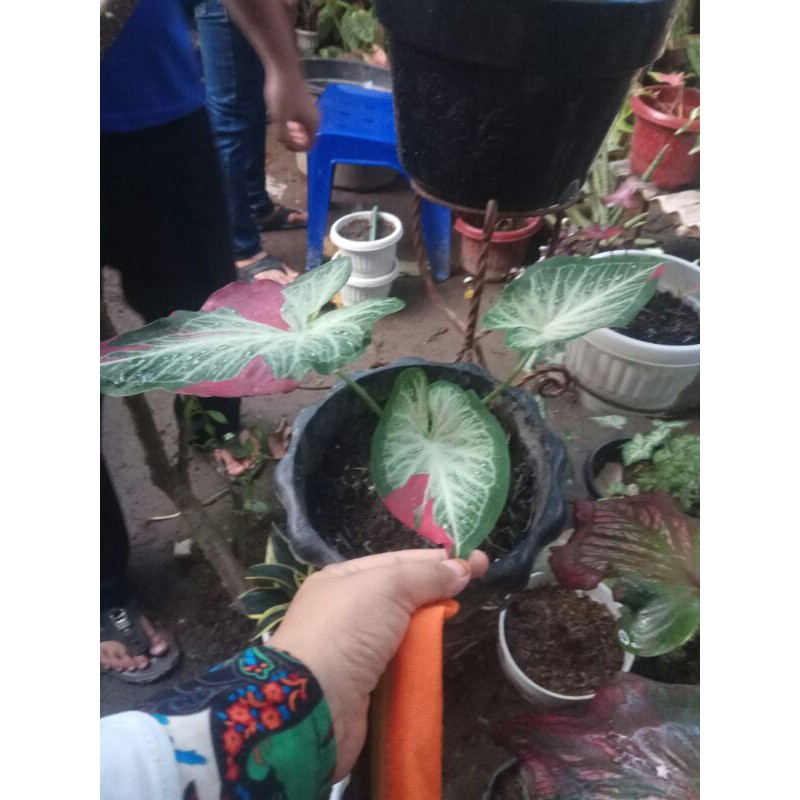 CALADIUM CAT TUMPAH CALADIUM SHYCOOL CALADIUM CANTIK SUDAH KELUAR