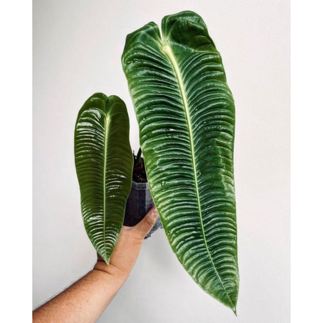 tanaman hias philodendron sharoniae 1 daun