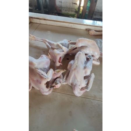 

ayam kampung solo
