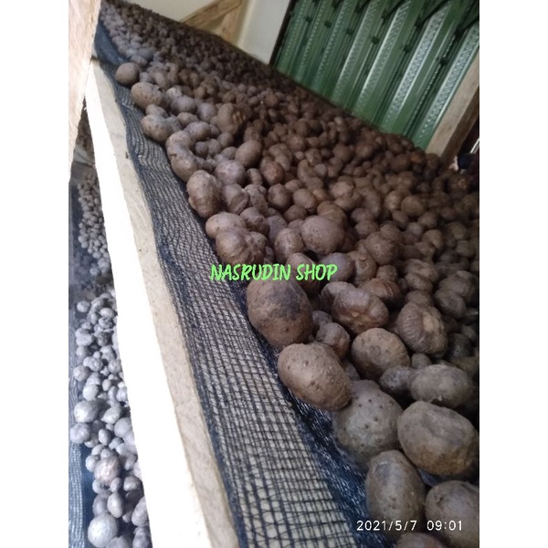 BIBIT PORANG SUPER 1KG SIAP TANAM TOP PRODUK | TERMURAH BIBIT PORANG DARI KATAK