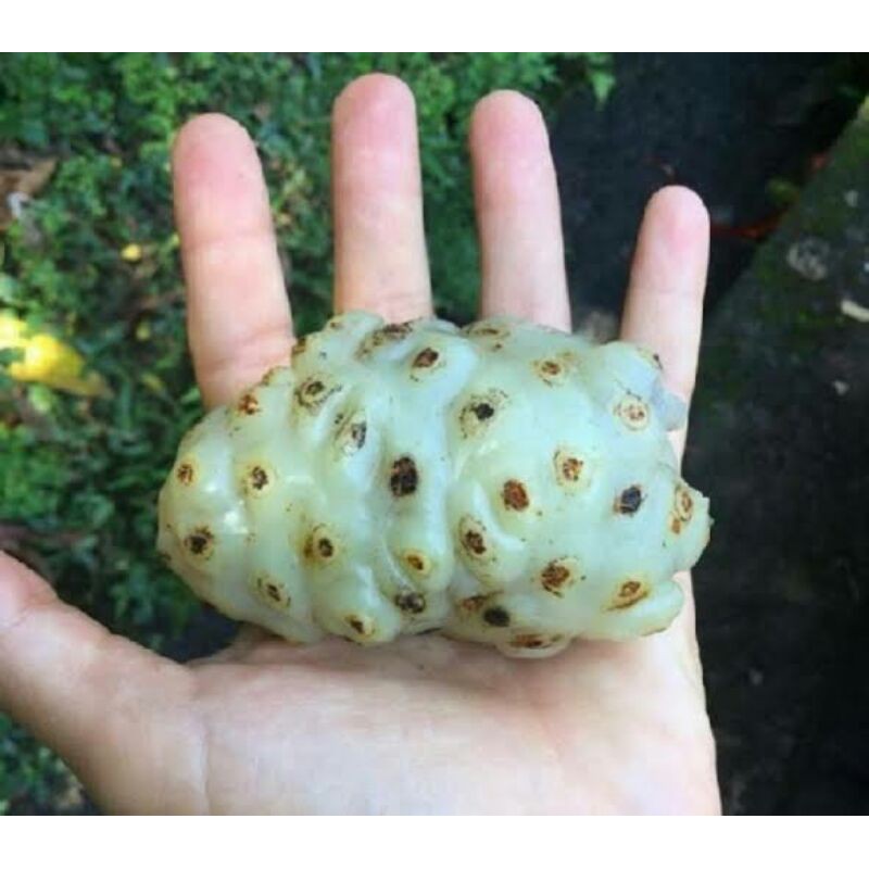 

Jul Buah Mengkudu Segar 500 gr