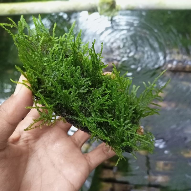 moss spaiky aquascape media lempeng pakis | tanaman aquascape low co2