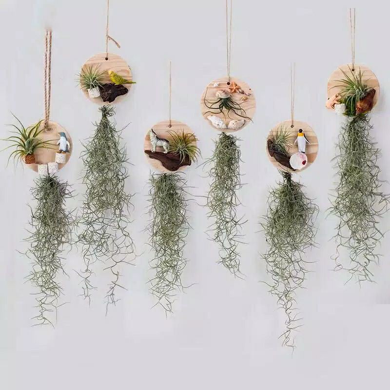 TANAMAN HIAS JANGGUT MUSA