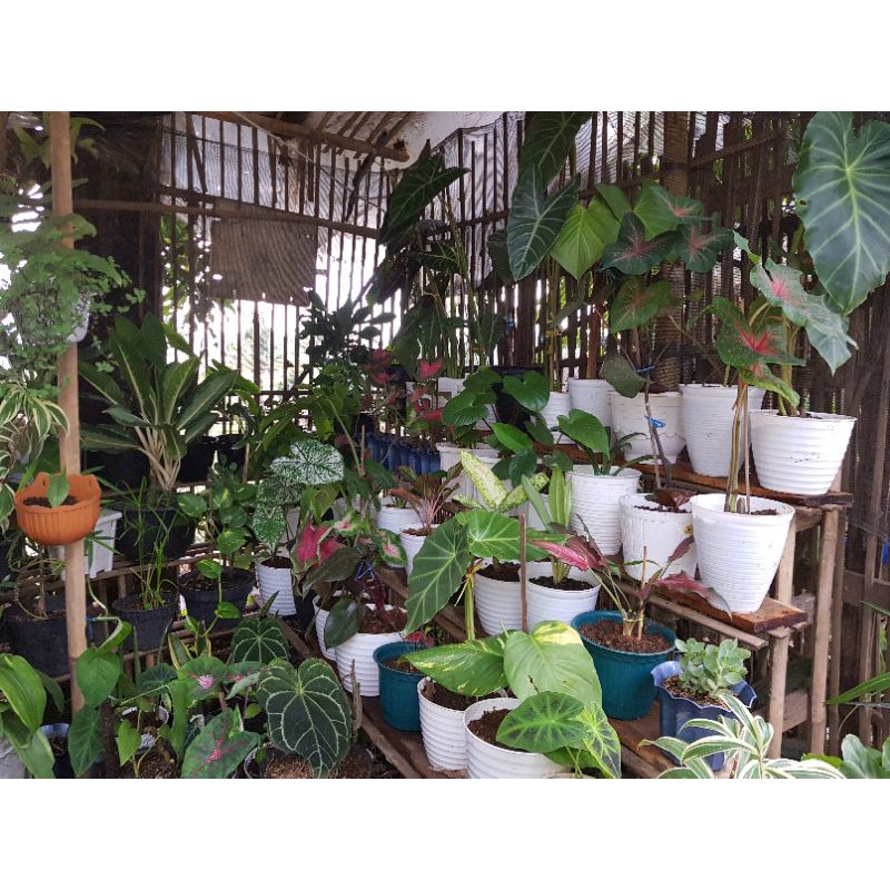 Berbagai jenis tanaman hias hidup