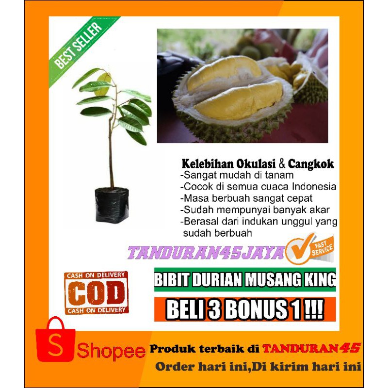 bibit durian musang king/bibit durian/bibit durian musangking