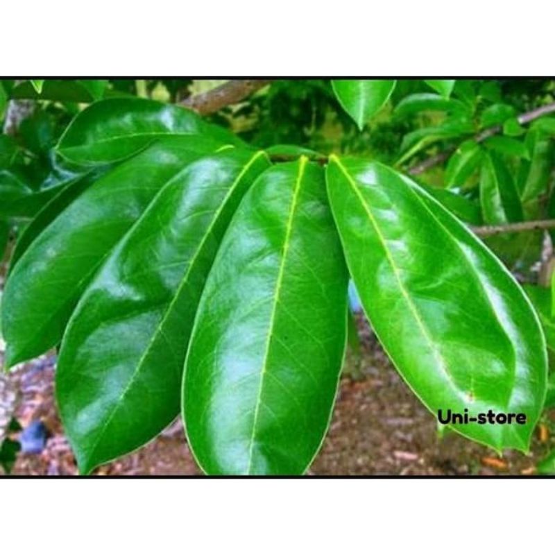 

daun sirsak 1kg segar