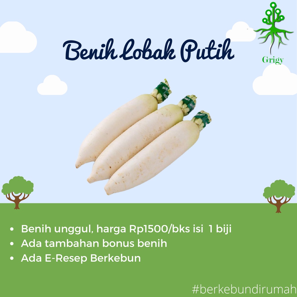 BIJI LOBAK PUTIH, BENIH LOBAK PUTIH, BIJI LOBAK, BENIH LOBAK