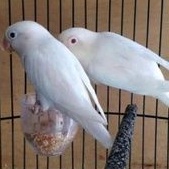 burung lovebird albino mata merah sepasang