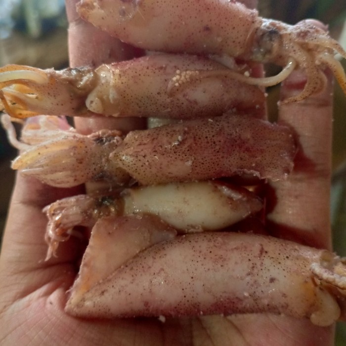 

vd201gf Ikan Cumi Asin Kering/Sotong Per 250Gr Dscscv