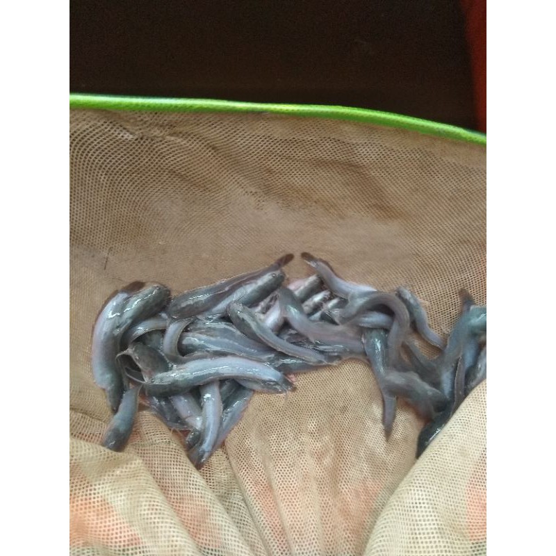 BIBIT IKAN LELE SIZE 10-11