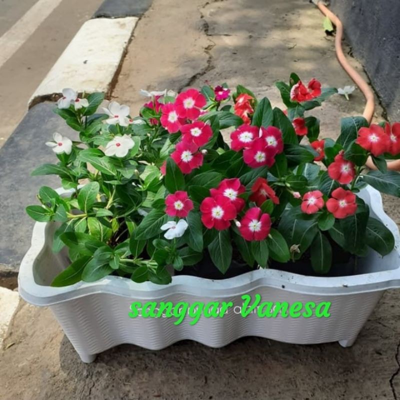 PAKET TANAMAN BUNGA VINCA POT PANJANG