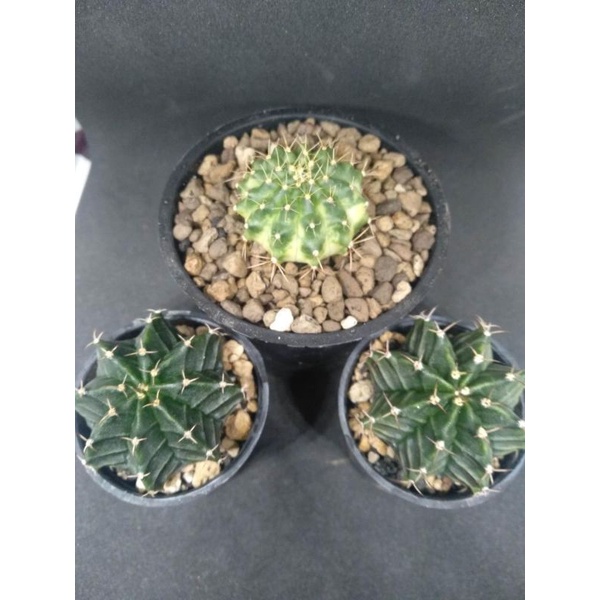 Paket Kaktus 3pcs Gymnocalycium/gymno MARBLE + 2 Gymno Hybrid