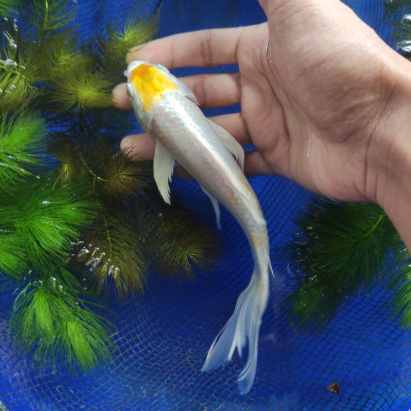 Koi kumpay/slayer tancho Hariwake LIMITED EDITION 18cm