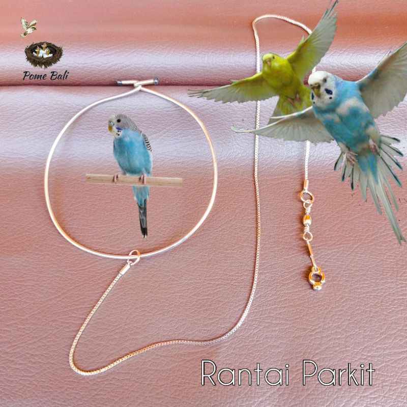 Rantai burung parkir / Rantai burung parkit lokal