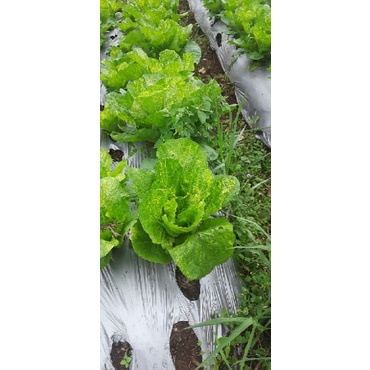 

sayur jabung