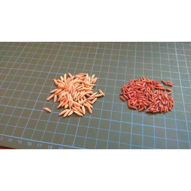 Bibit Padi Merah /Beras Merah 1 kg