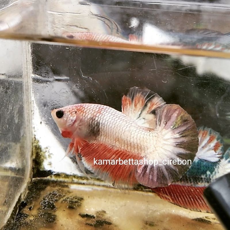 IKAN CUPANG HIAS JENIS FCCP