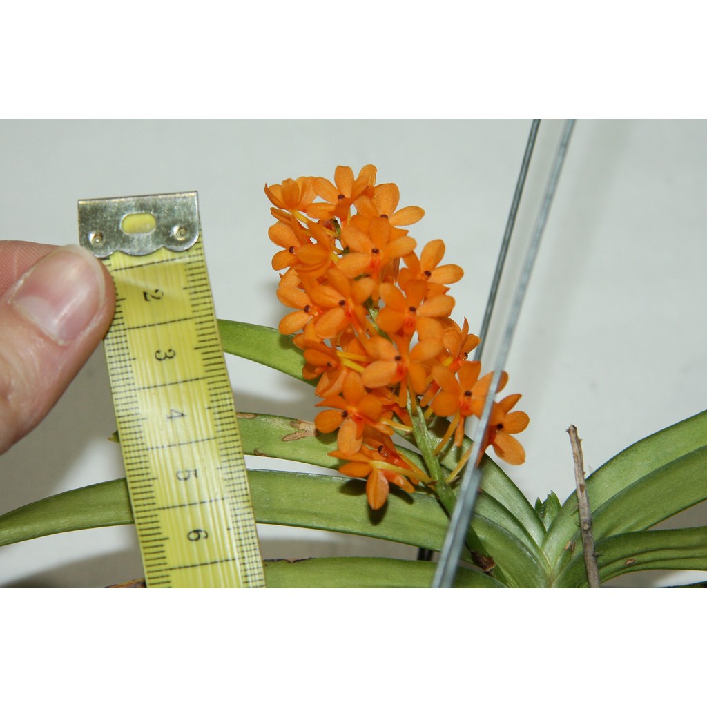 anggrek ascocentrum miniatum vanda mini dewasa ukuran sedang