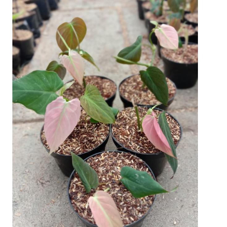 ✨STAR✨ tanaman hias bibit philodendron melano mican pink