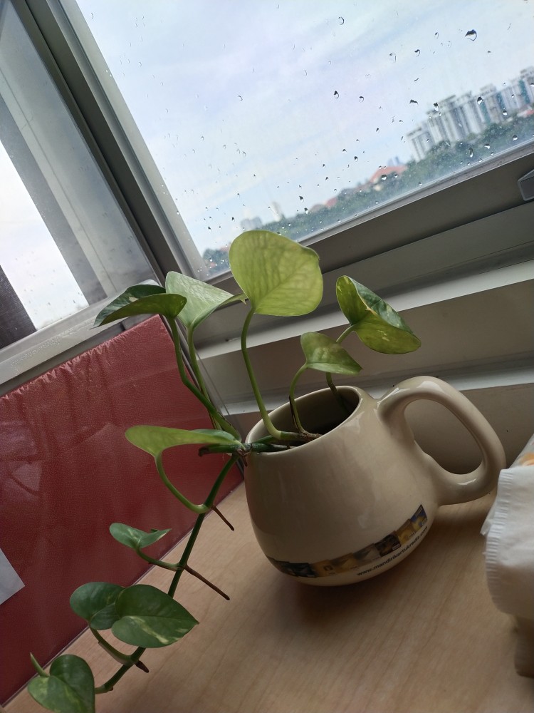 Jumbo Setelan Babydoll Celana Panjang Lengan Panjang