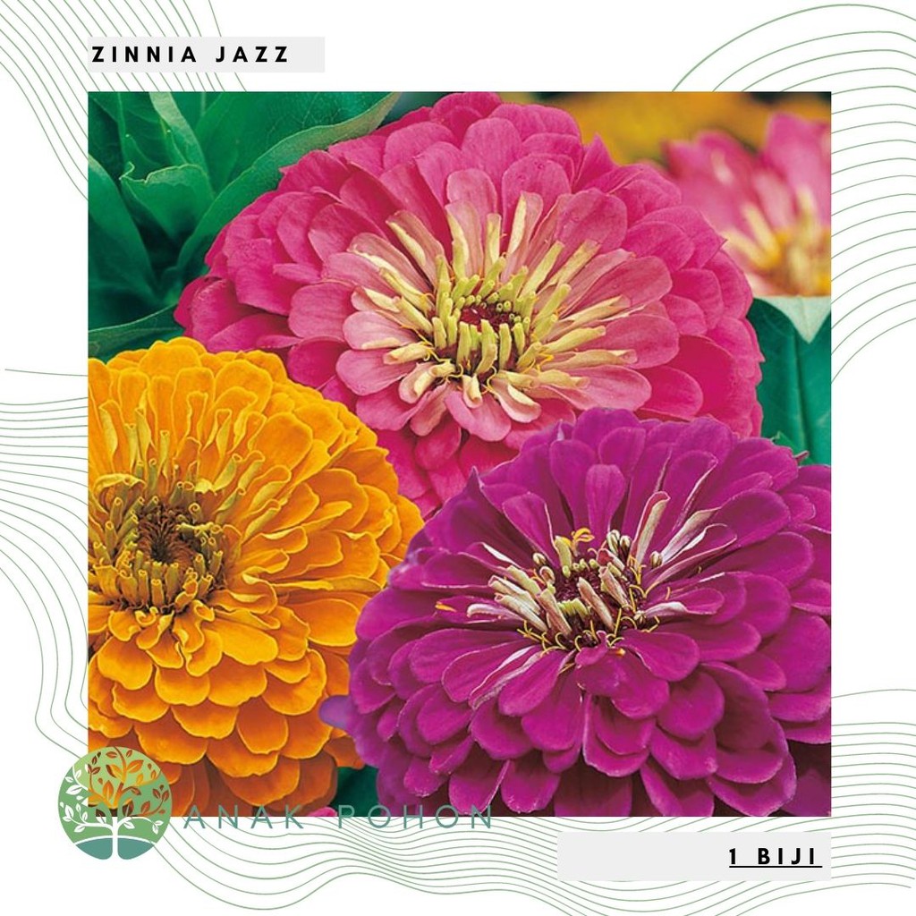 Benih Bibit Biji - Bunga Zinnia Jazz Flower Seeds - IMPORT