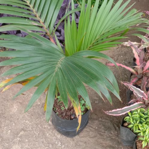 Pohon Hias Palem Botol / Palem Botol