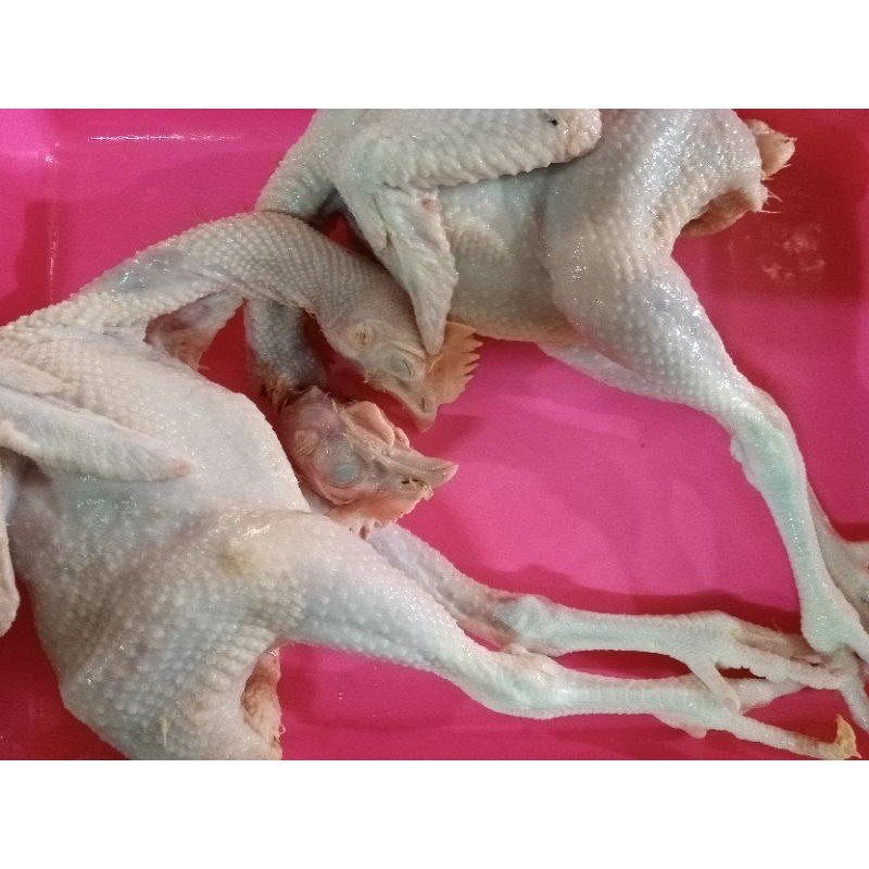 

ayam pejantan Kalasan6.5-7ons.HIDUP, bonus Ati ampela