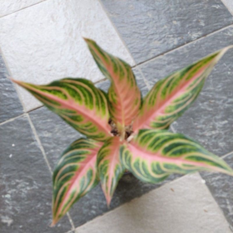 Tanaman Hias Aglonema pink Sunset- Bibit Aglonema pink Sunset