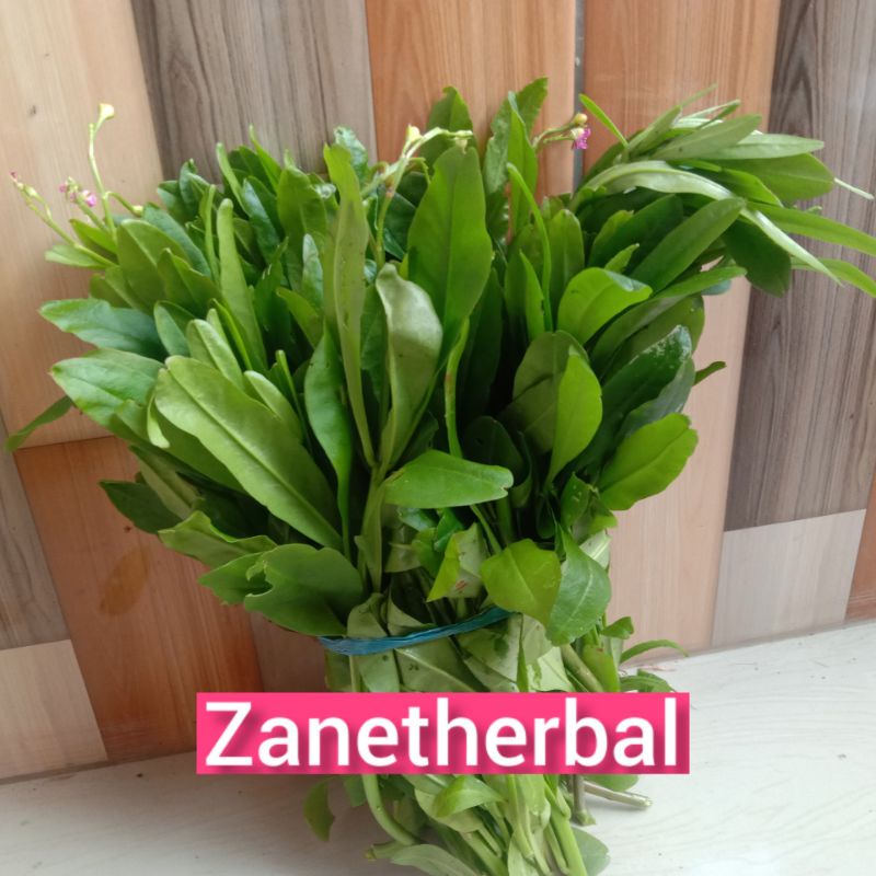

Daun ginseng jawa segar langsung petik 250 gram-az