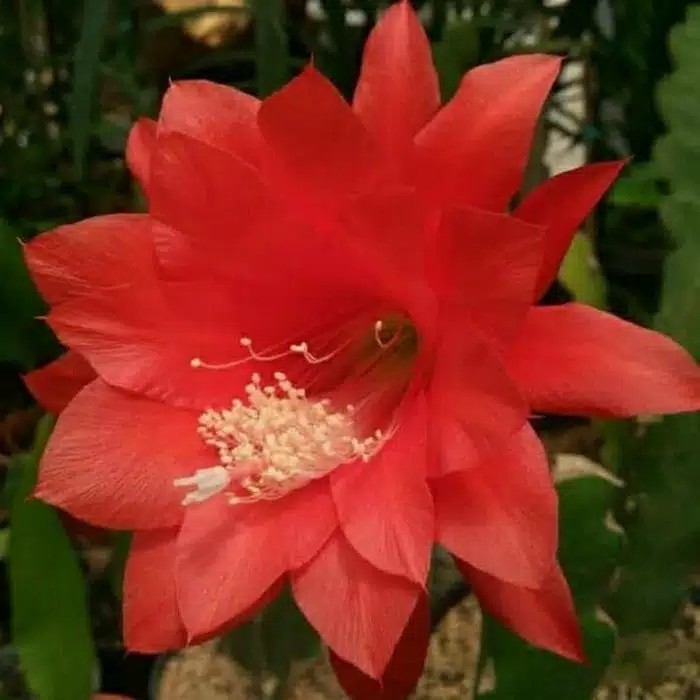 

promo Bibit bunga wijaya kusuma merah mantull