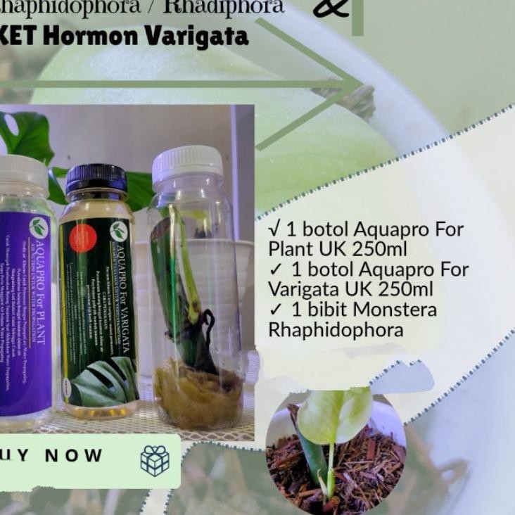 [☎beli✔️] Bibit MONSTERA RHAPHIDOPHORA RHADIPHORA Pertusa dan pkt Hormon Varigata