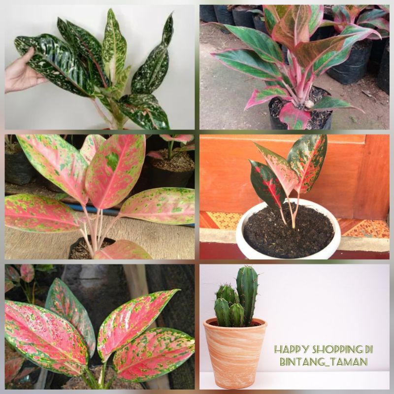 Paket hemat 5 Aglonema - Paket 5 Bunga Aglonema