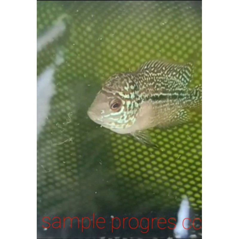 burayak ikan louhan cencu size 2-3cm