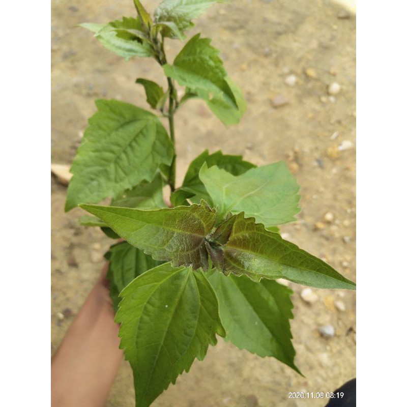 

DAUN KIRINYUH segar 1KG daun di petik saat ada orderan