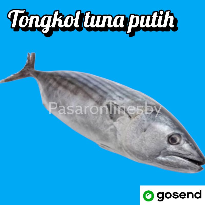 

PASAR GUBENG - Ikan Tongkol Putih Segar Per ekor