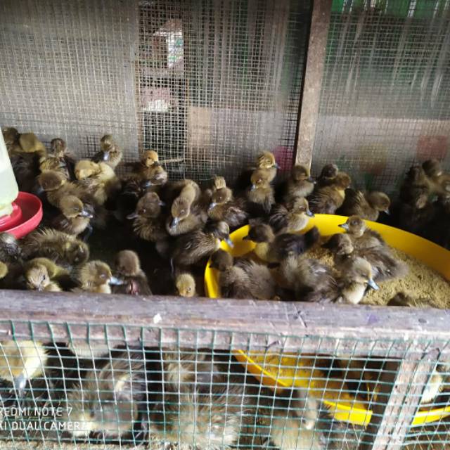 Bebek telur asin/lokal