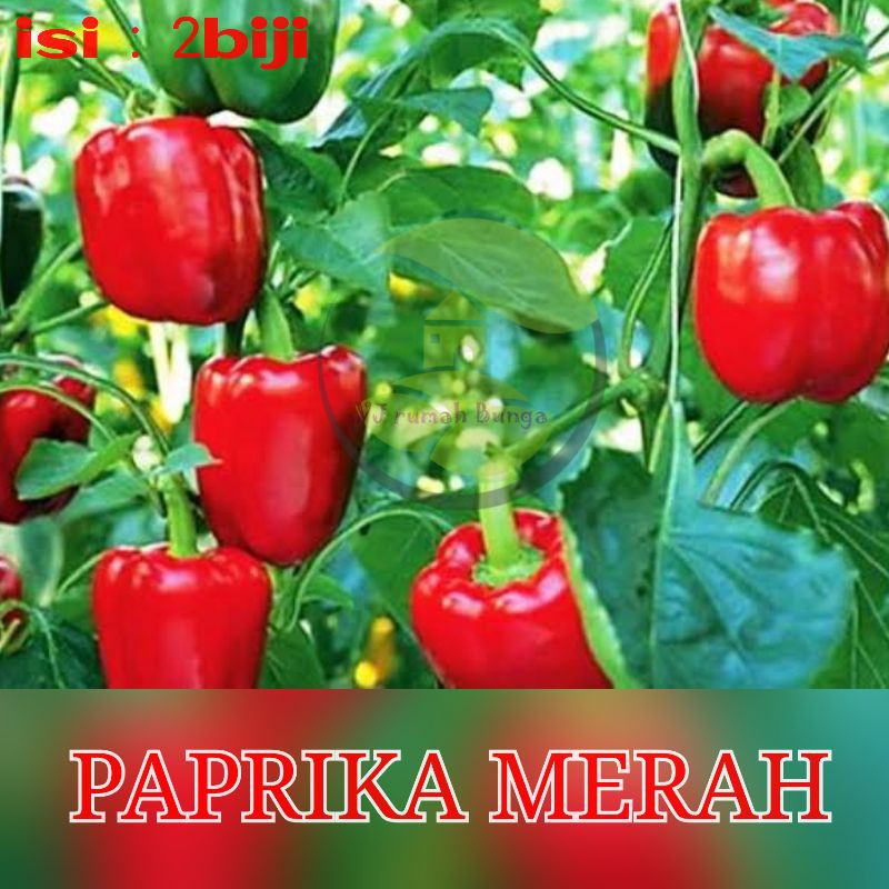 Benih Bibit Cabai Hias Cabe Paprika Cabai Ungu Cabai Jalapeno Cabe Terpedas