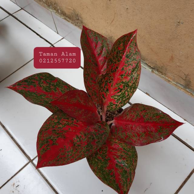 Tanaman hias aglonema red stardust - aglonema red stardust