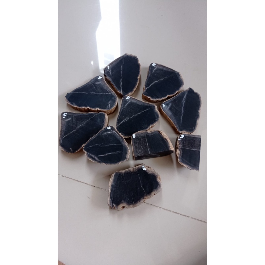 Fosil Kelor Kendit Hitam Pekat Super 1