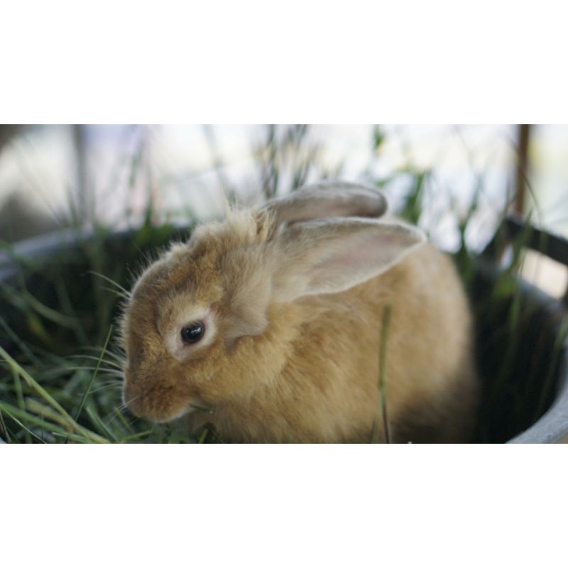 Kelinci Lokal bukan Rex, Netherland Dwarf, Fuzzy Lop, Holland Lop, English Angora, Flemish Giant dll