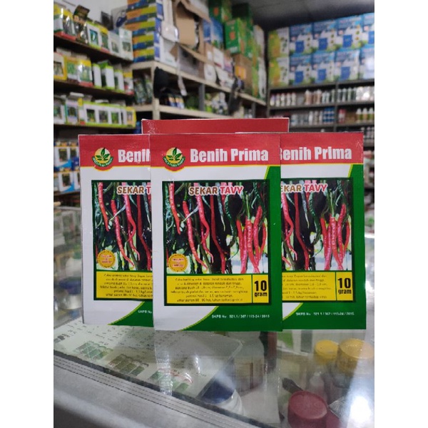BENIH cabai keriting tahan virus SEKAR TAVI