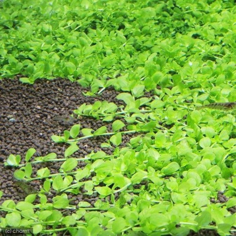 TANAMAN AQUASCAPE | TANAMAN KARPET MONTECARLO