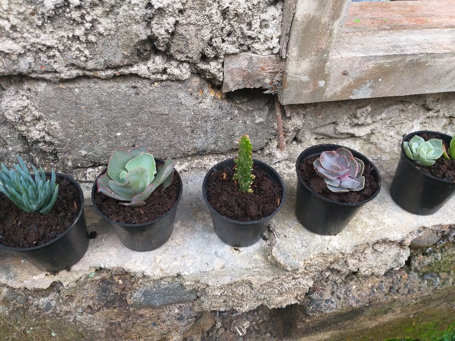 Sekulen Patah Tulang